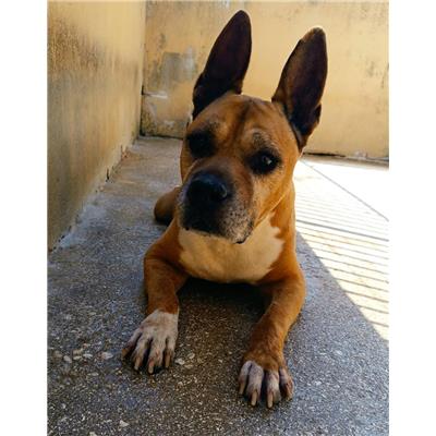 Comune di Torchiarolo - Cane - Microchip 380260044931557