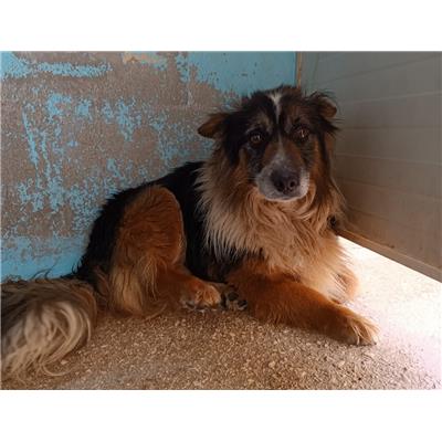 COMUNE DI CEGLIE MESSAPICA - Cane - Microchip 380260044996495