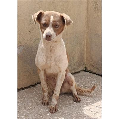 COMUNE DI CEGLIE MESSAPICA - Cane - Microchip 380260044996354