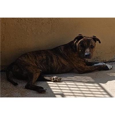 Comune di Torchiarolo - Cane - Microchip 380260044983385