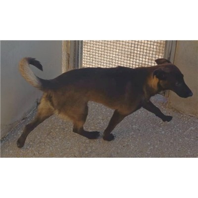 Comune di Oria - 2 - Cane - Microchip 380260044992817